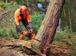 How Our Tree Care Process Works  in Cleveland, TX